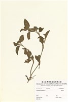 藏品(鴨跖草)的圖片